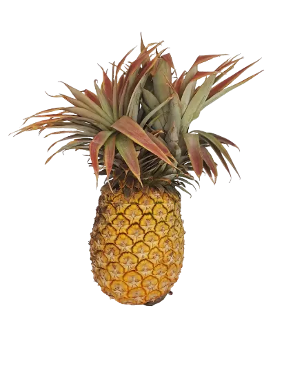 GIANT SWAZI CAYENNE PINEAPPLE EACH