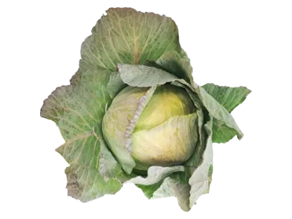 CABBAGE BAG EACH